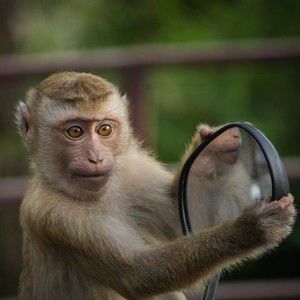 Meet your Posher, Lamonica